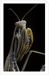 Mantis religiosa (praying mantis) by Anonymous