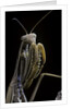Mantis religiosa (praying mantis) by Anonymous