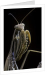 Mantis religiosa (praying mantis) by Anonymous