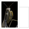 Mantis religiosa (praying mantis) by Anonymous
