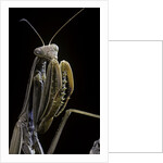 Mantis religiosa (praying mantis) by Anonymous