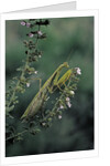 Mantis religiosa (praying mantis) by Anonymous