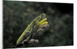 Mantis religiosa (praying mantis) by Anonymous