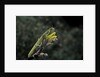 Mantis religiosa (praying mantis) by Anonymous
