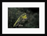 Mantis religiosa (praying mantis) by Anonymous