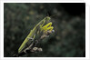 Mantis religiosa (praying mantis) by Anonymous
