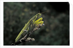 Mantis religiosa (praying mantis) by Anonymous