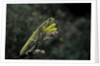 Mantis religiosa (praying mantis) by Anonymous