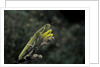 Mantis religiosa (praying mantis) by Anonymous