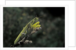 Mantis religiosa (praying mantis) by Anonymous