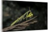Mantis religiosa (praying mantis) by Anonymous