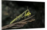 Mantis religiosa (praying mantis) by Anonymous