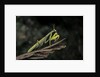 Mantis religiosa (praying mantis) by Anonymous
