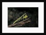 Mantis religiosa (praying mantis) by Anonymous