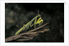 Mantis religiosa (praying mantis) by Anonymous
