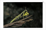 Mantis religiosa (praying mantis) by Anonymous