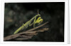 Mantis religiosa (praying mantis) by Anonymous