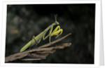 Mantis religiosa (praying mantis) by Anonymous