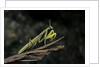 Mantis religiosa (praying mantis) by Anonymous