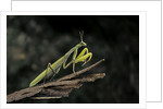 Mantis religiosa (praying mantis) by Anonymous