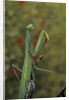 Mantis religiosa (praying mantis) by Anonymous