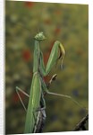 Mantis religiosa (praying mantis) by Anonymous