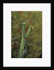 Mantis religiosa (praying mantis) by Anonymous