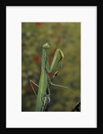 Mantis religiosa (praying mantis) by Anonymous