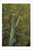 Mantis religiosa (praying mantis) by Anonymous