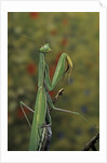 Mantis religiosa (praying mantis) by Anonymous