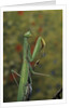 Mantis religiosa (praying mantis) by Anonymous