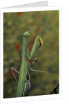Mantis religiosa (praying mantis) by Anonymous