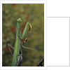 Mantis religiosa (praying mantis) by Anonymous