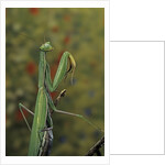 Mantis religiosa (praying mantis) by Anonymous