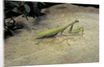 Mantis religiosa (praying mantis) - on stone by Anonymous