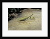 Mantis religiosa (praying mantis) - on stone by Anonymous
