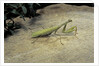 Mantis religiosa (praying mantis) - on stone by Anonymous