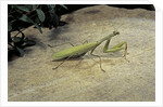 Mantis religiosa (praying mantis) - on stone by Anonymous