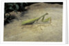Mantis religiosa (praying mantis) - on stone by Anonymous