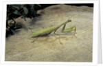 Mantis religiosa (praying mantis) - on stone by Anonymous