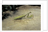 Mantis religiosa (praying mantis) - on stone by Anonymous