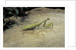 Mantis religiosa (praying mantis) - on stone by Anonymous