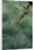 Mantis religiosa (praying mantis) by Anonymous