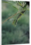 Mantis religiosa (praying mantis) by Anonymous