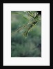 Mantis religiosa (praying mantis) by Anonymous