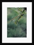 Mantis religiosa (praying mantis) by Anonymous