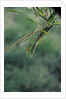 Mantis religiosa (praying mantis) by Anonymous