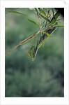 Mantis religiosa (praying mantis) by Anonymous