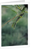 Mantis religiosa (praying mantis) by Anonymous