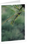 Mantis religiosa (praying mantis) by Anonymous